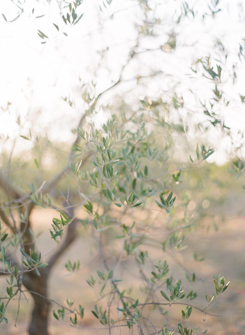 Tuscan olive trees