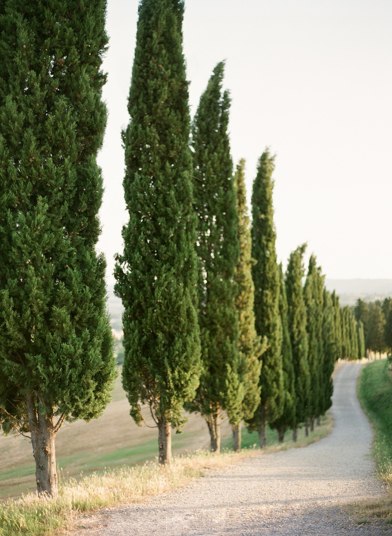 Cypress Trees Tuscany