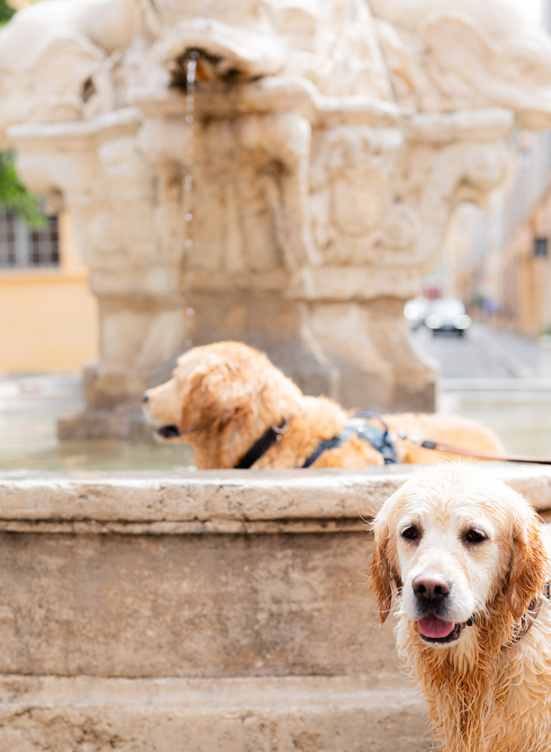 Aix En Provence Wedding Photographer